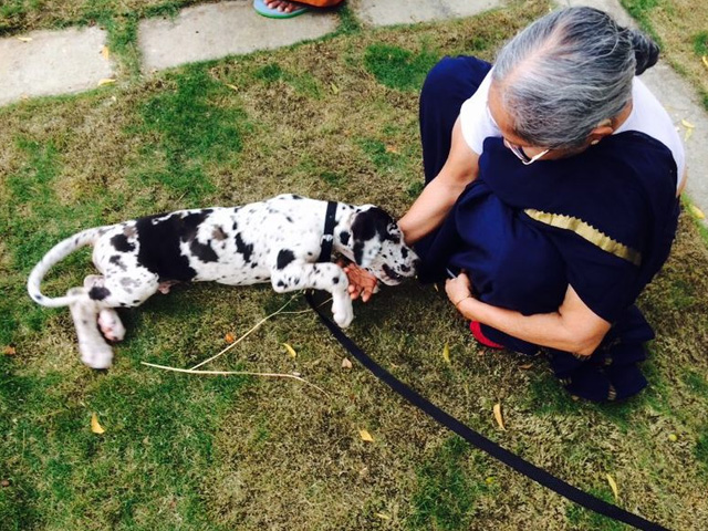 Naming Ceremony Of Male Great Dane As Bhairava  On 3rd August 2014 At
Smiles Amphi Theatre.