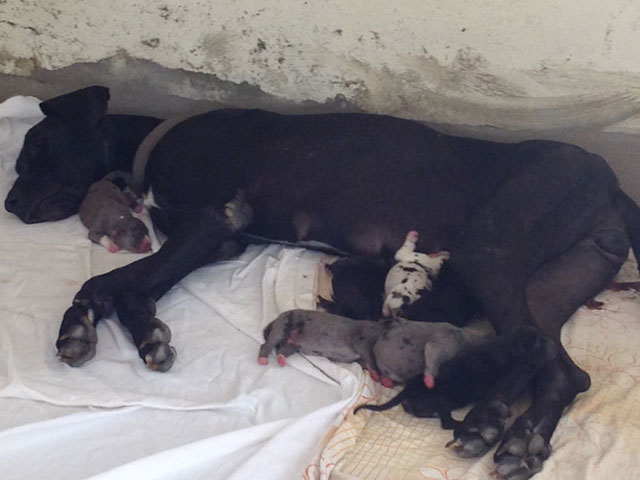 KALI - FEMALE GREAT DANE DELIVERED 8 PUPPIS AT SMILES