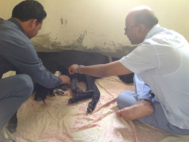 KALI - FEMALE GREAT DANE DELIVERED 8 PUPPIS AT SMILES