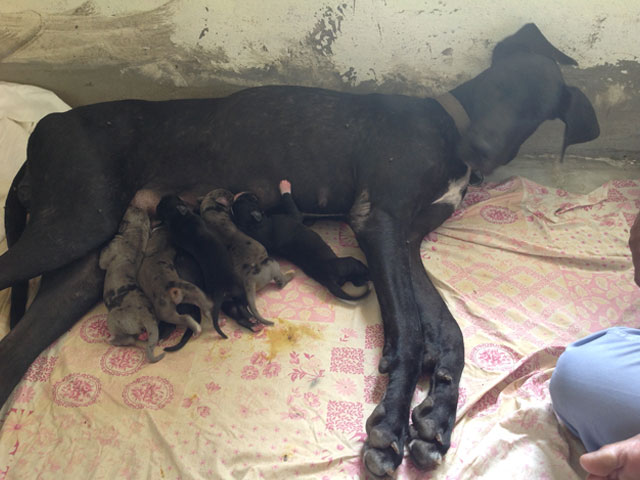 KALI - FEMALE GREAT DANE DELIVERED 8 PUPPIS AT SMILES