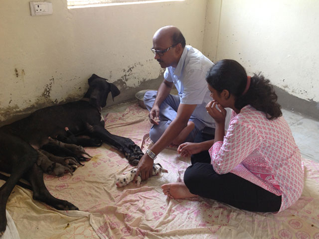 KALI - FEMALE GREAT DANE DELIVERED 8 PUPPIS AT SMILES