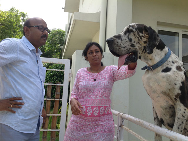 KALI - FEMALE GREAT DANE DELIVERED 8 PUPPIS AT SMILES