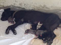 KALI - FEMALE GREAT DANE DELIVERED 8 PUPPIS AT SMILES