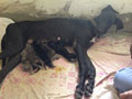 KALI - FEMALE GREAT DANE DELIVERED 8 PUPPIS AT SMILES