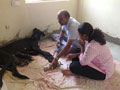 KALI - FEMALE GREAT DANE DELIVERED 8 PUPPIS AT SMILES