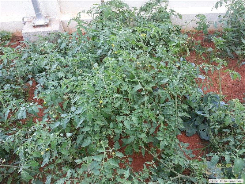 tomatoes at smiles old age home hyderabad